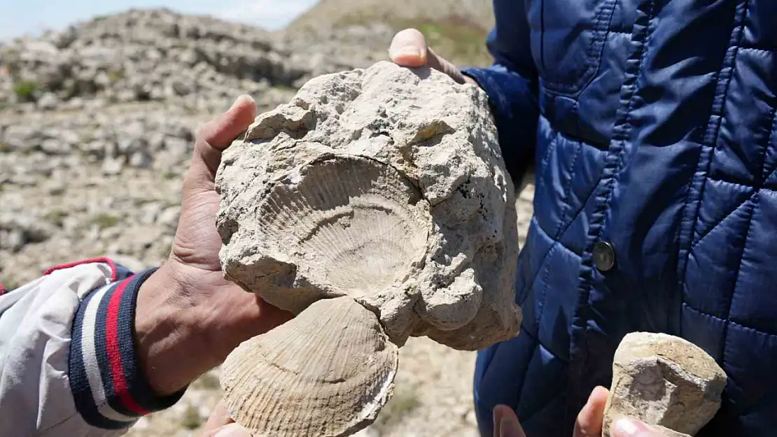 Kastamonu-Çankırı sınırındaki 2 bin 587 rakımlı dağın zirvesinde deniz fosilleri bulundu