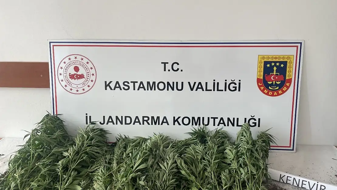 Kastamonu'da 132 kök kenevir ele geçirildi: 1 gözaltı