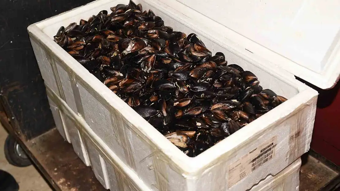 Kastamonu'da 45 kilogram sağlıksız midye ele geçirildi
