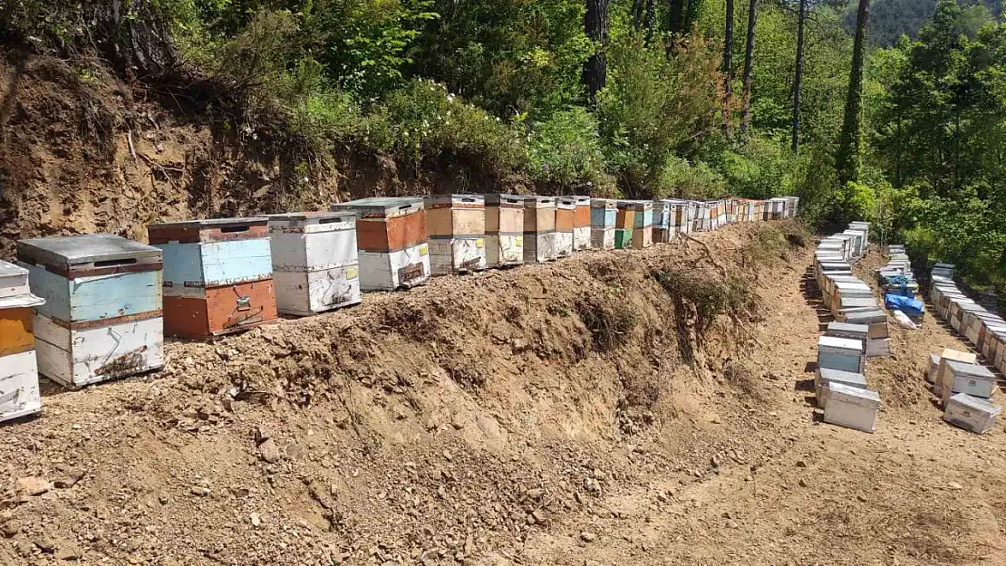Kastamonu'da 56 arı kovanı zehirlendi: 1 milyona yakın arı telef oldu