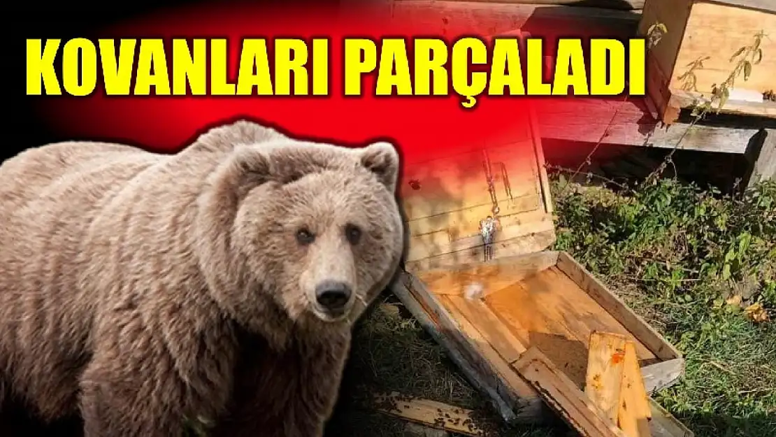 Kovanları paramparça etti