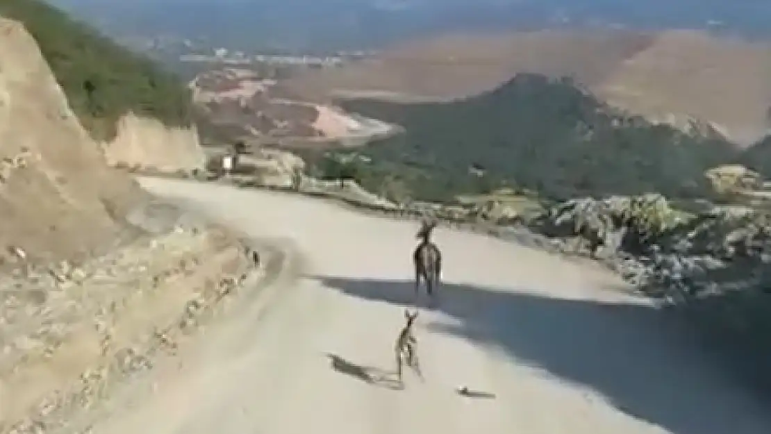 Kastamonu'da ayağı kırık yavru ceylan için ekipler harekete geçti