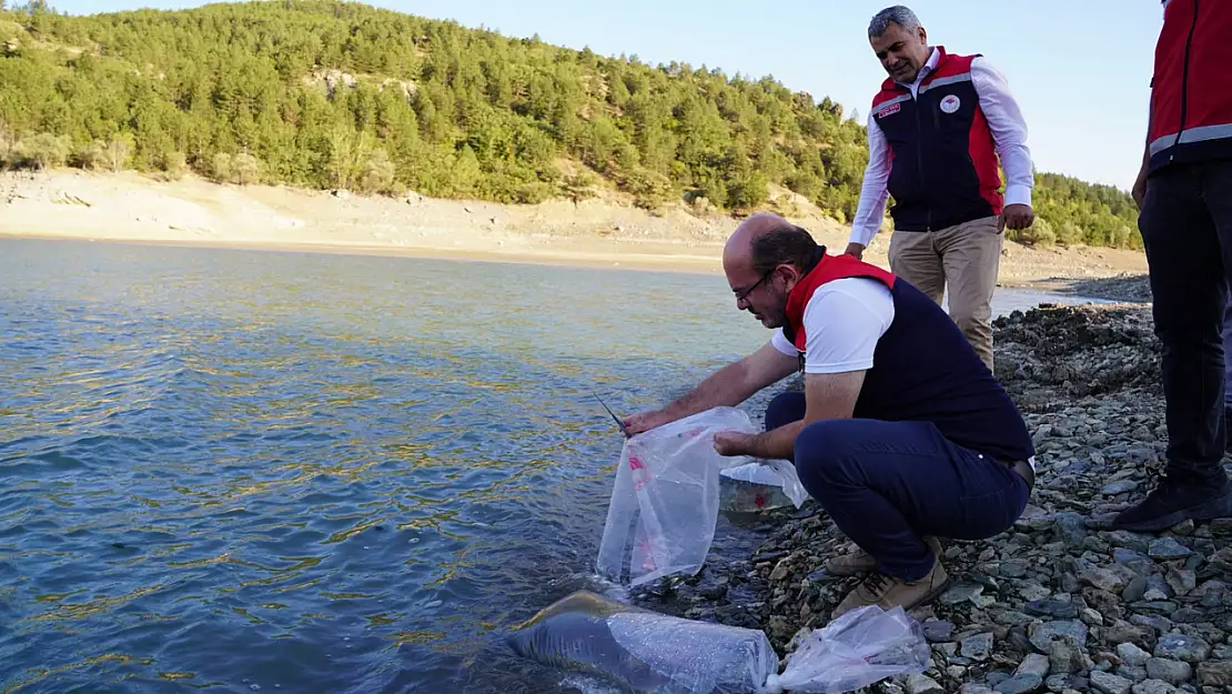 Kastamonu'da baraj ve göletlere 656 bin yavru sazan balığı salındı
