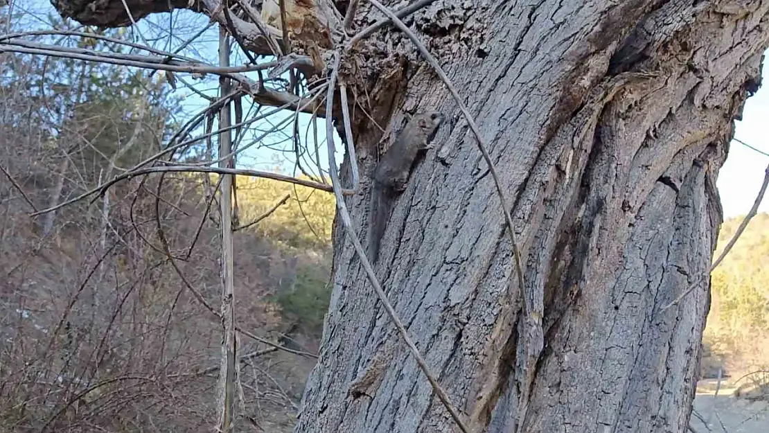 Kastamonu'da bulunan yediuyurlar ormana salındı