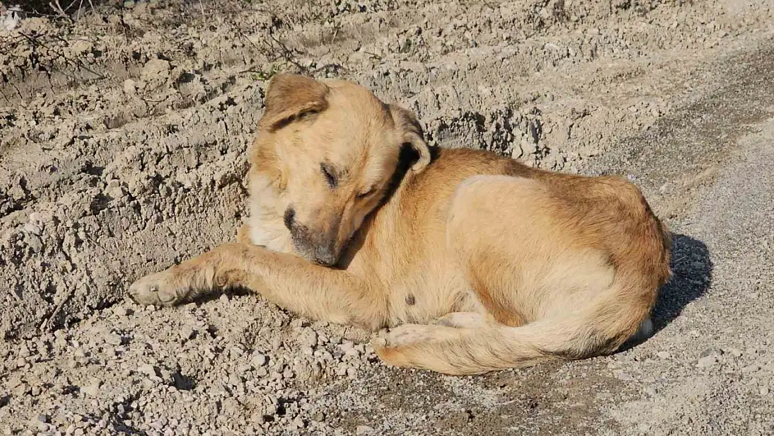 Köpekleri uyuşturup araziye attılar