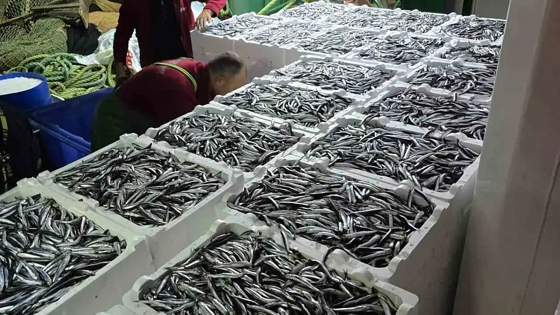 Kastamonu'da hamsi bereketi sürüyor