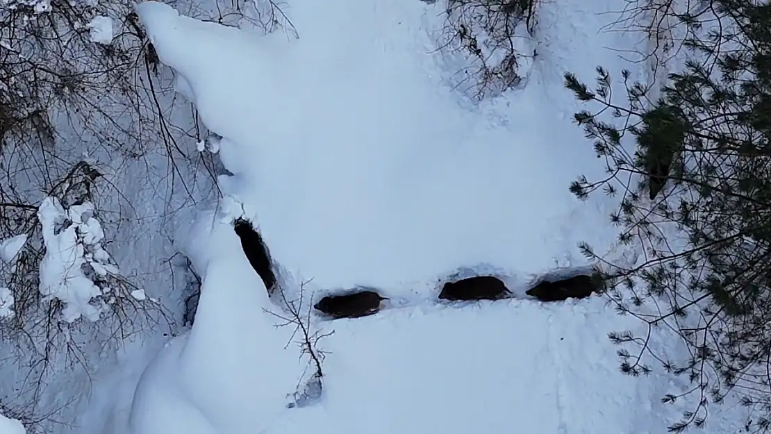 Kastamonu'da karla kaplı ormandaki domuz sürüsü havadan görüntülendi