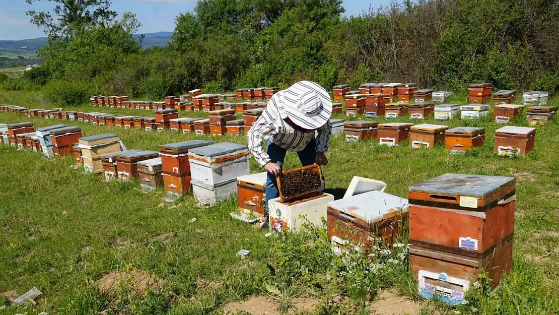 Kastamonu'da kestane balında üretim sezonu sona erdi: Rekolte her yıl azalıyor