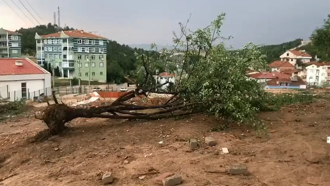 Kastamonu'da şiddetli rüzgar ağacı kökünden söktü