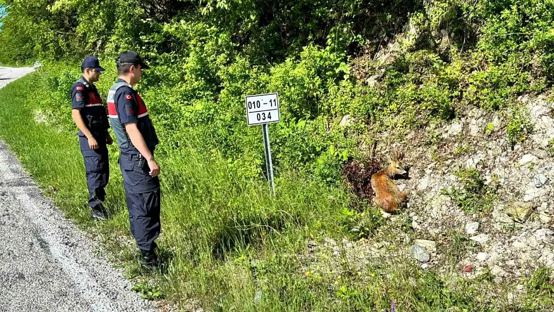 Kastamonu'da yaralı halde bulunan karacalar tedavi altına alındı