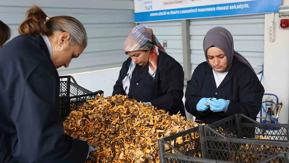 Kastamonu ormanlarından Avrupa'ya 100 milyon liralık mantar ihracatı