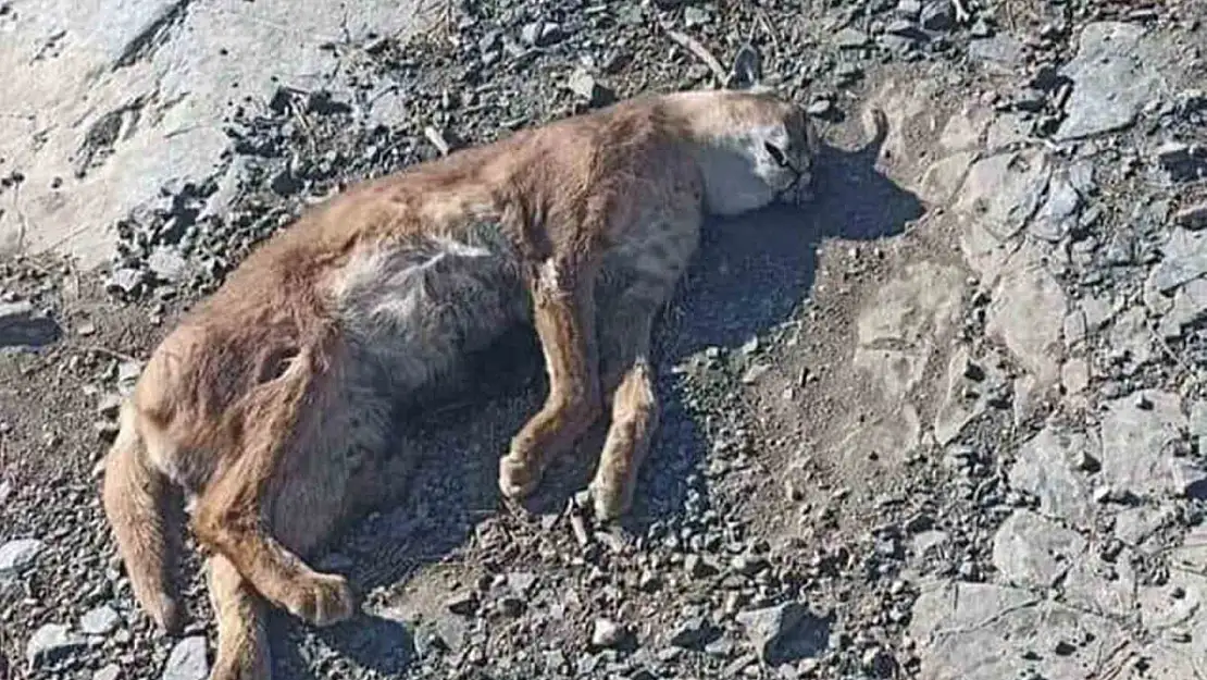 Hayalet kedi Karakulak ölü bulundu