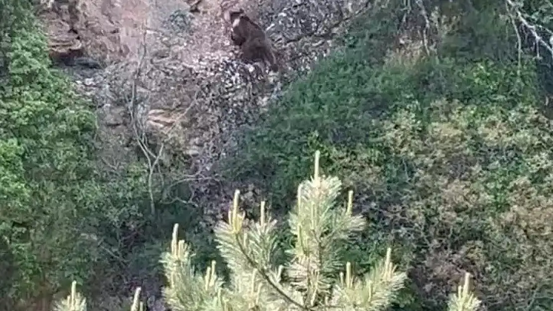 Kayalıklara tırmanan ayı kamerada