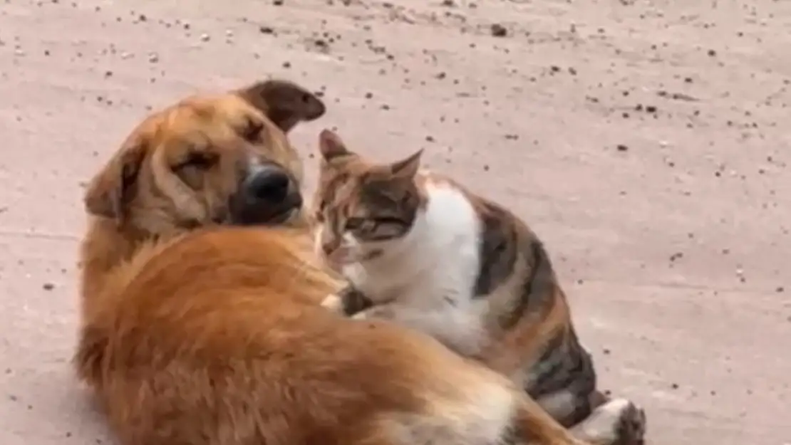 Kedi ile köpeğin sevimli dostluğu kameraya yansıdı