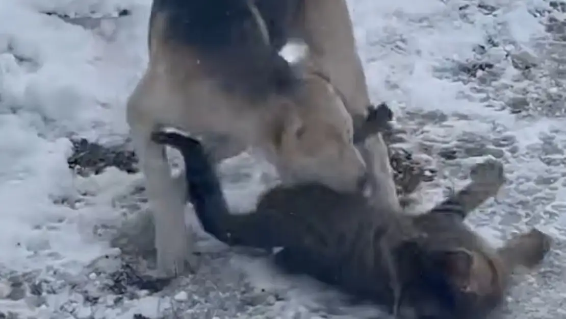 Kedi ve köpeğin oyunu cep telefonu kamerasına yansıdı