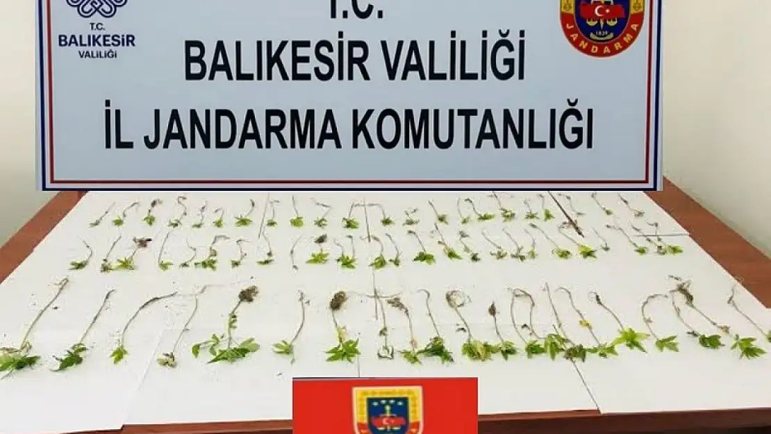 Kenevir bitkisi yetiştirenler jandarmadan kaçamadı