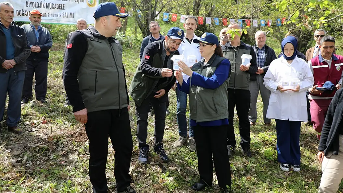 Kestane Gal Arısı ile mücadele sürüyor