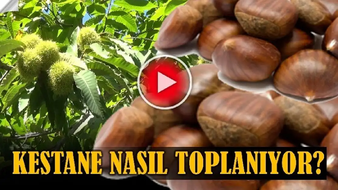 KESTANE NASIL TOPLANIYOR - VİDEO HABER