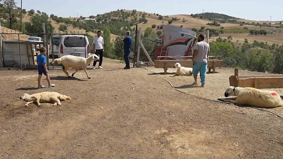 Kırıkkale'de iki ayrı besicinin 210 hayvanı telef oldu: 63 yaşındaki kadın gözyaşlarını tutamadı