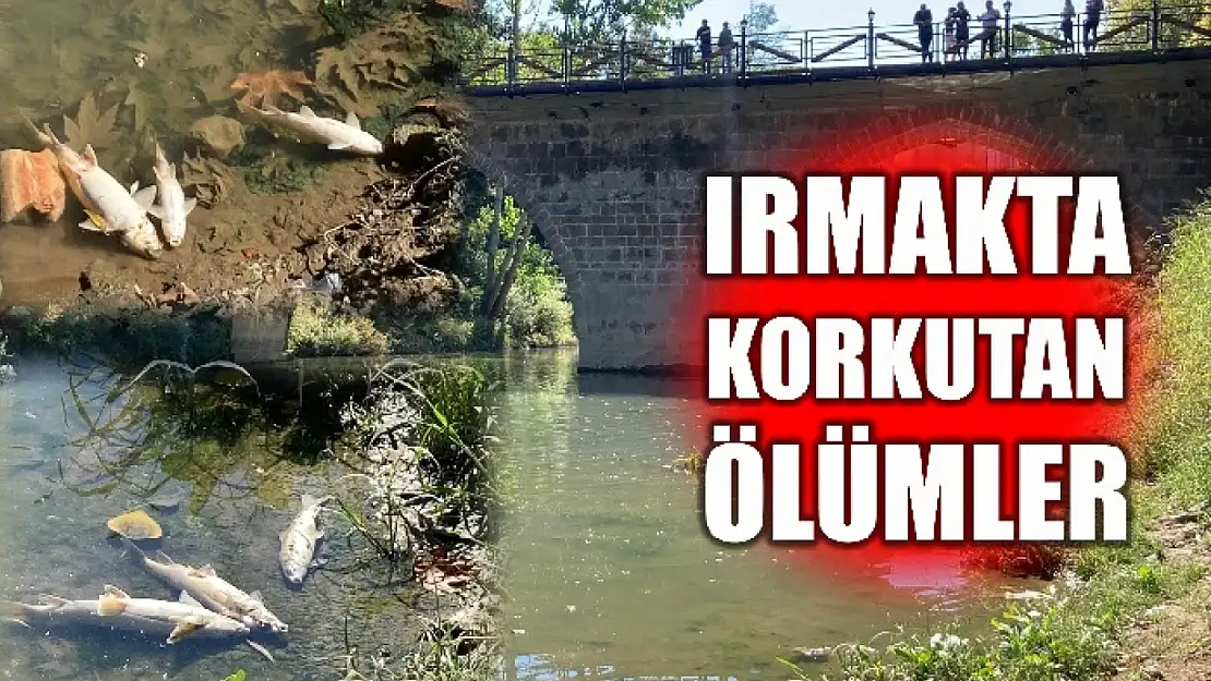 Kıyıya vurdular