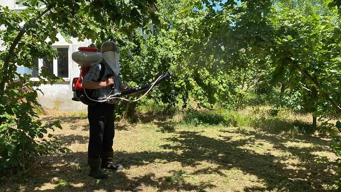 Kokarca ile mücadele sürüyor