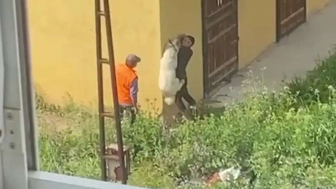 Köpeğe işkence ettiler