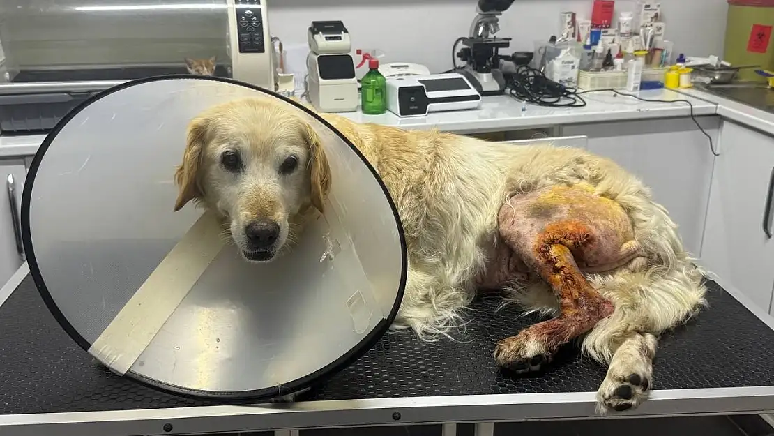 Köpeğin ayağından hentbol topu büyüklüğünde kitle çıkartıldı