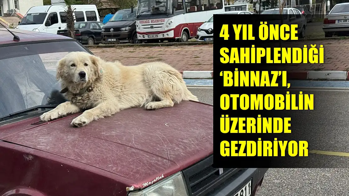 Köpeğin keyifli! yolculuğu