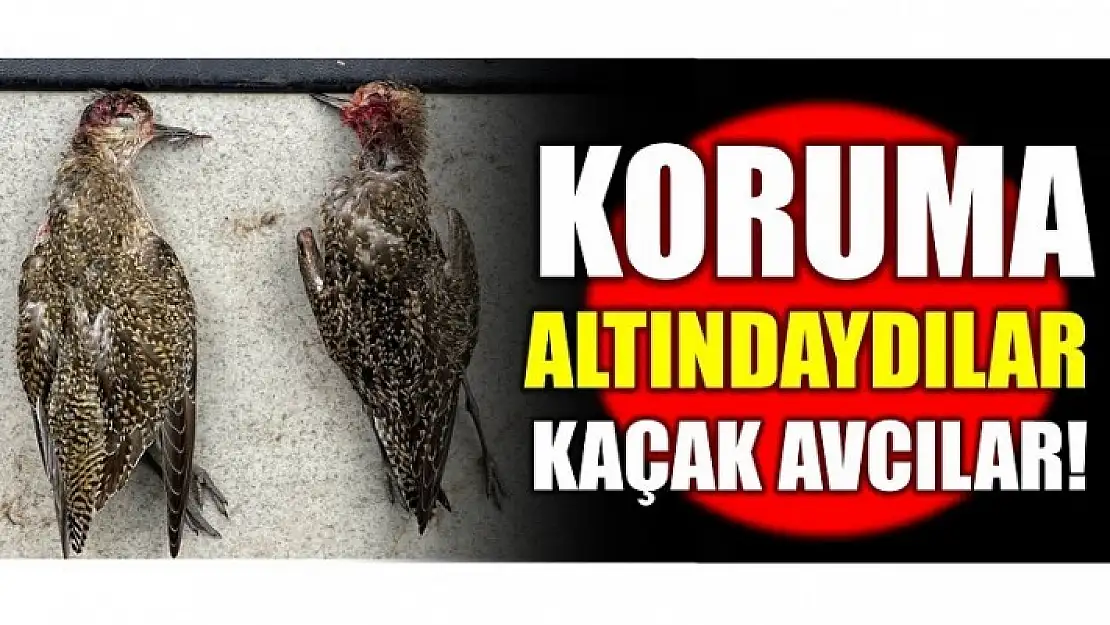 KORUMA ALTINDAKİ KUŞLARI VURDULAR