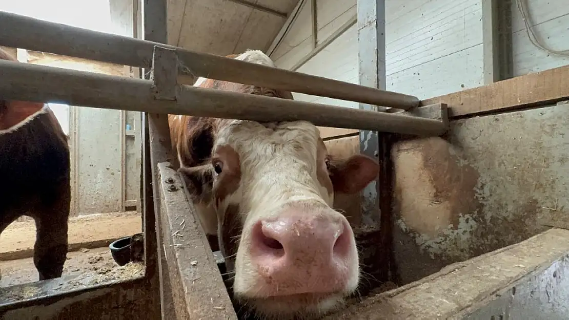 Kurban bayramı öncesi haraketlilik sürüyor