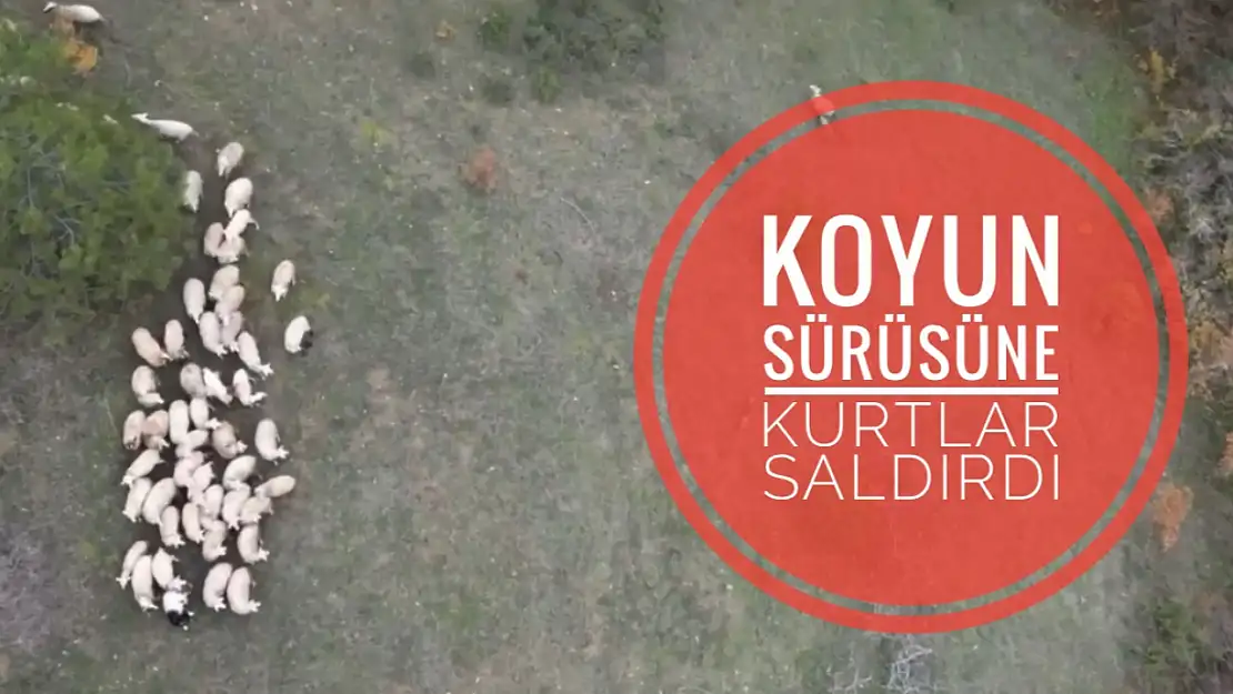 Kurt saldırısı drone ile görüntülendi