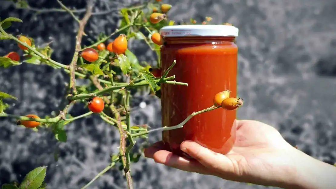 Kuşburnunun hasat dönemi yaklaştı