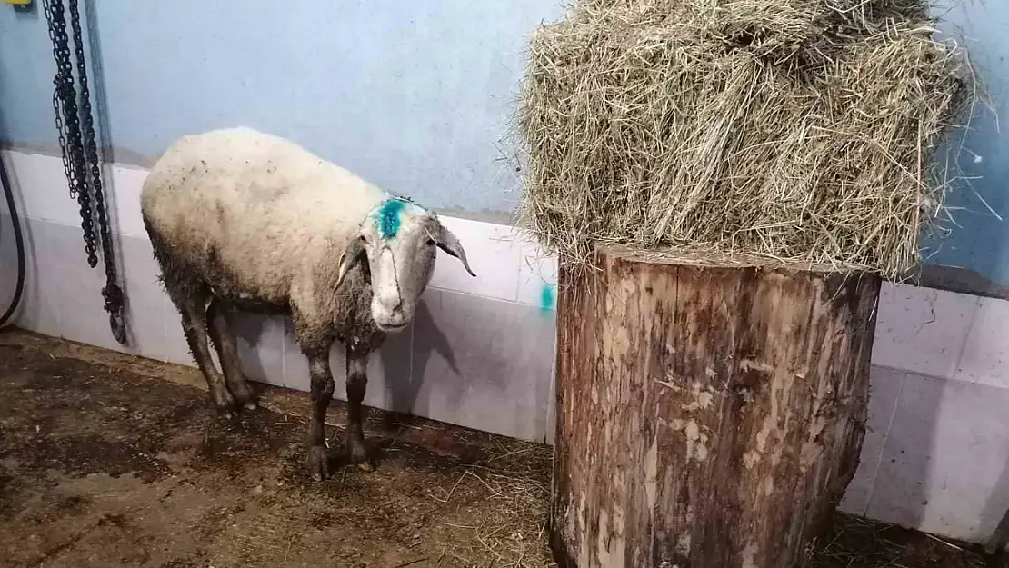 Kuzularını kurtarmak isterken köpek saldırısında ölümden dönen koyun, yeniden yavrularına kavuşturuldu