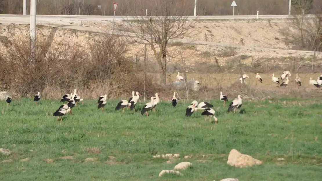 Leyleklerin göç durağı Bolu