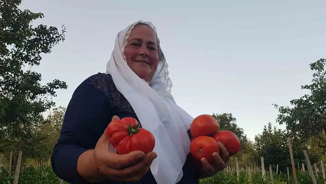 Lezzetiyle vazgeçilmez olan coğrafi işaretli maniye domatesinde hasat sürüyor