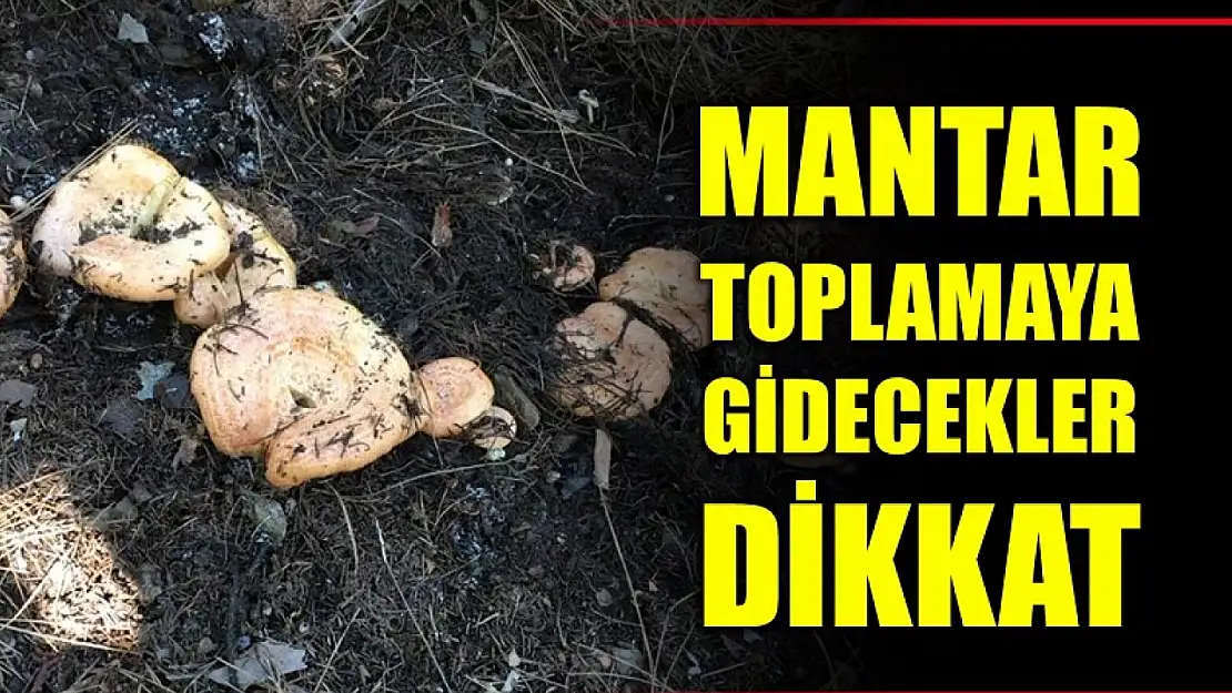 Mantar toplamaya gidecekler dikkat