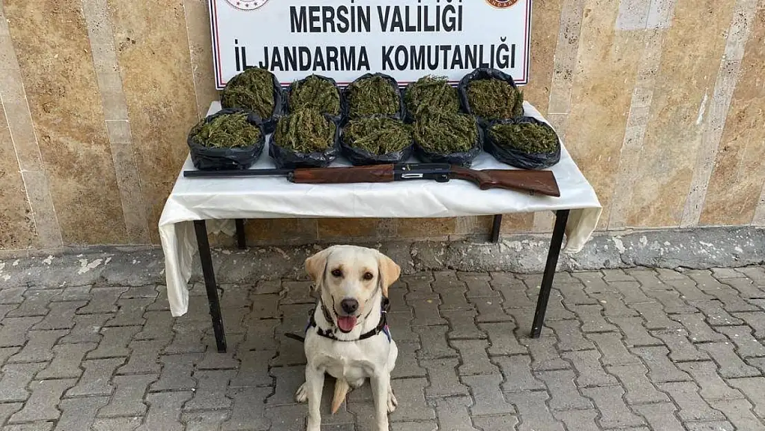 24 kilo skunk ele geçirildi