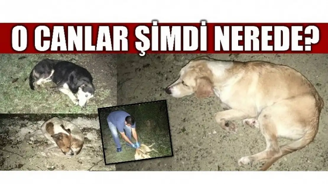 O CANLAR ŞİMDİ NEREDE?