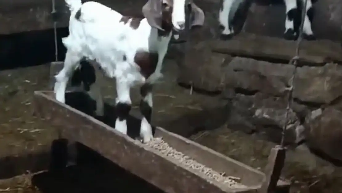 Oğlağın ahırda salıncak keyfi kamerada