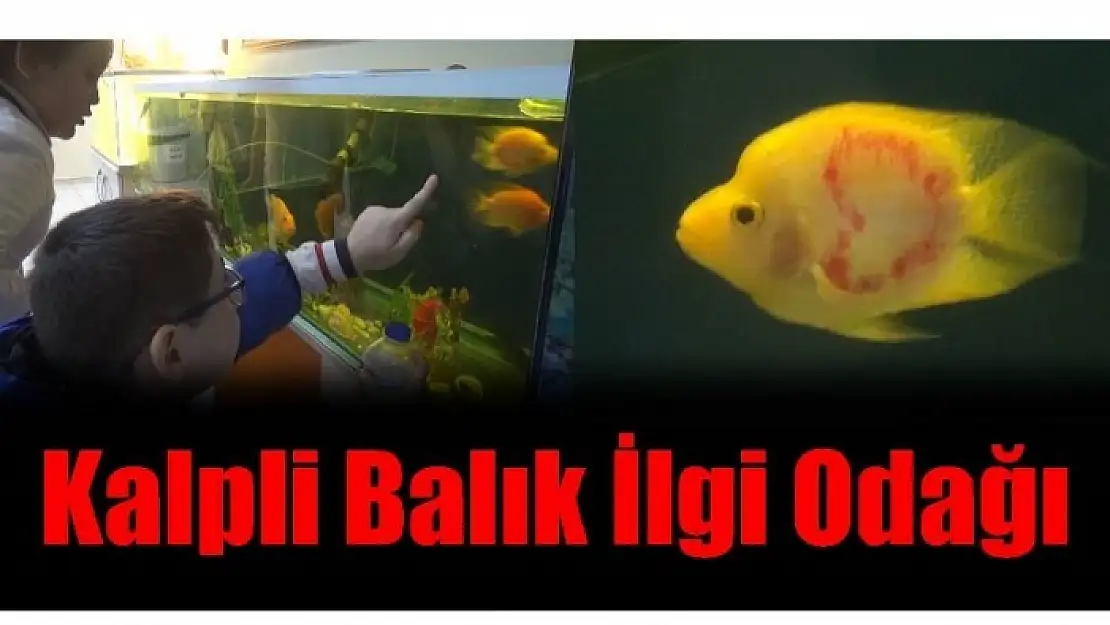 OKULDAKİ KIRMIZI KALPLİ BALIK İLGİ ODAĞI OLDU