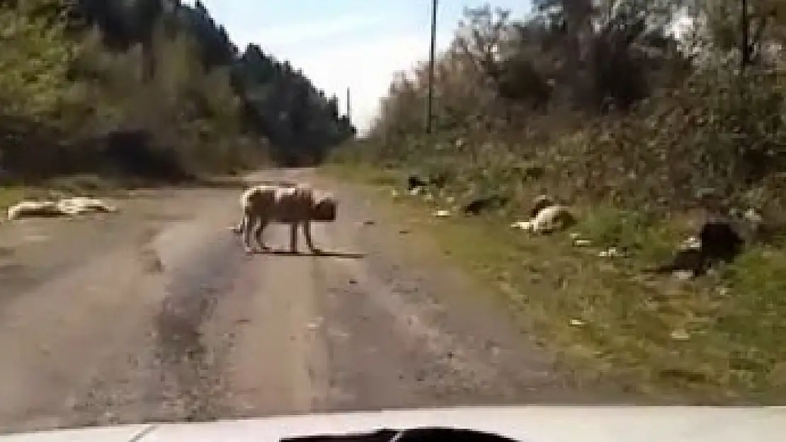 Onlarca köpek boş arazide ölüme terk edildi