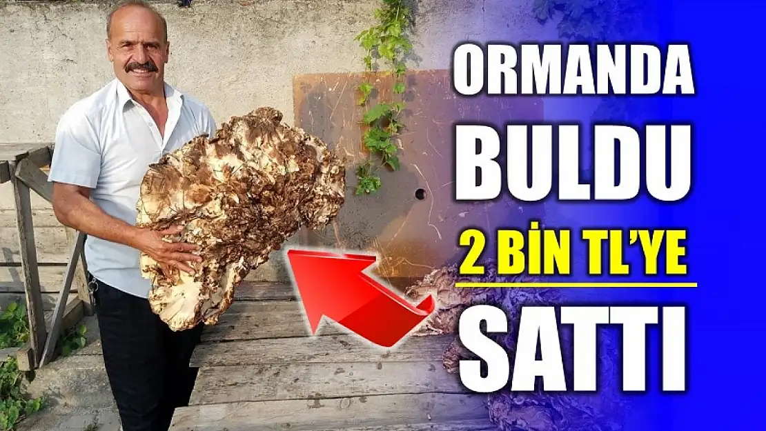 Ormanda buldu 2 bin TL'ye sattı