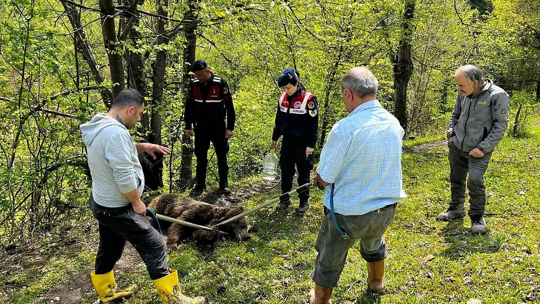 Ormanda yaralı ayı bulundu