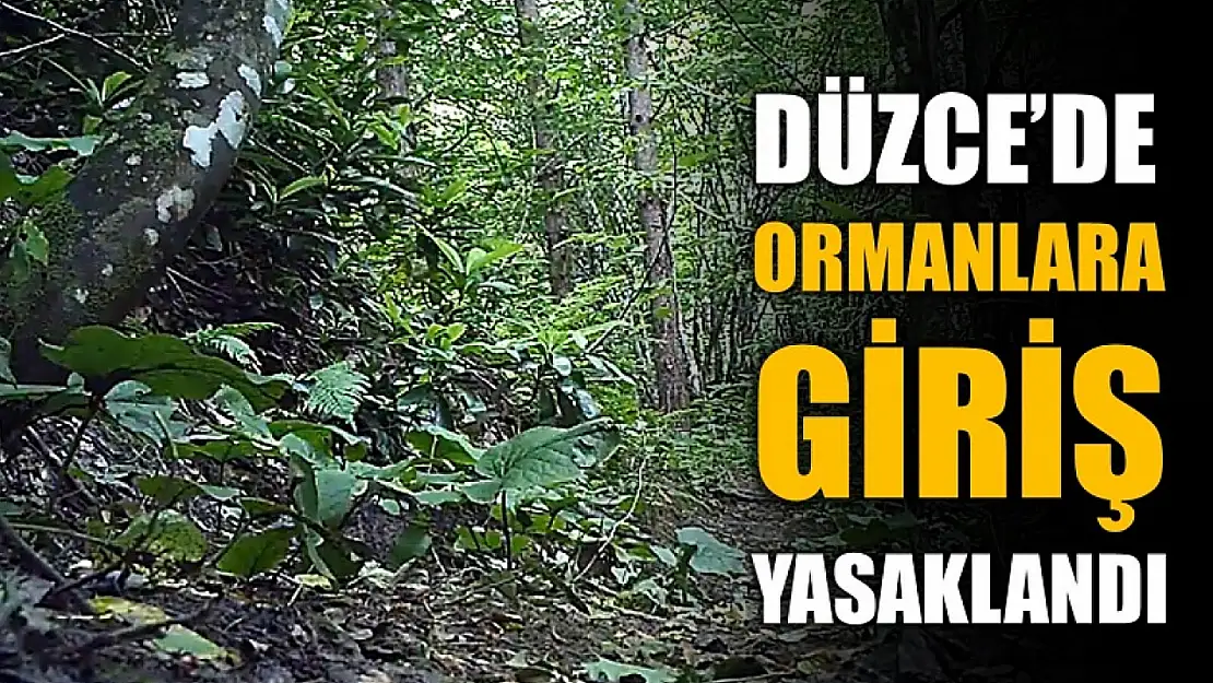 Ormanlara girişler 15 Eylül'e kadar yasak