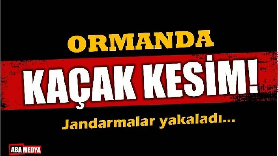 ORMANLARDA TALAN DEVAM EDİYOR!