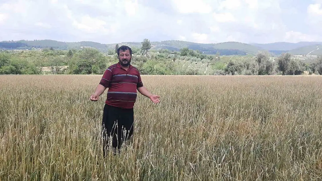 Dolu yağışı buğday tarlalarını vurdu