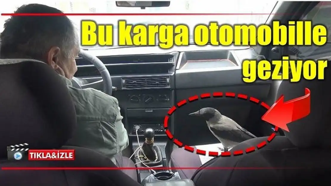 OTOMOBİLLE GEZEN KARGA HERKESİ ŞAŞIRTIYOR