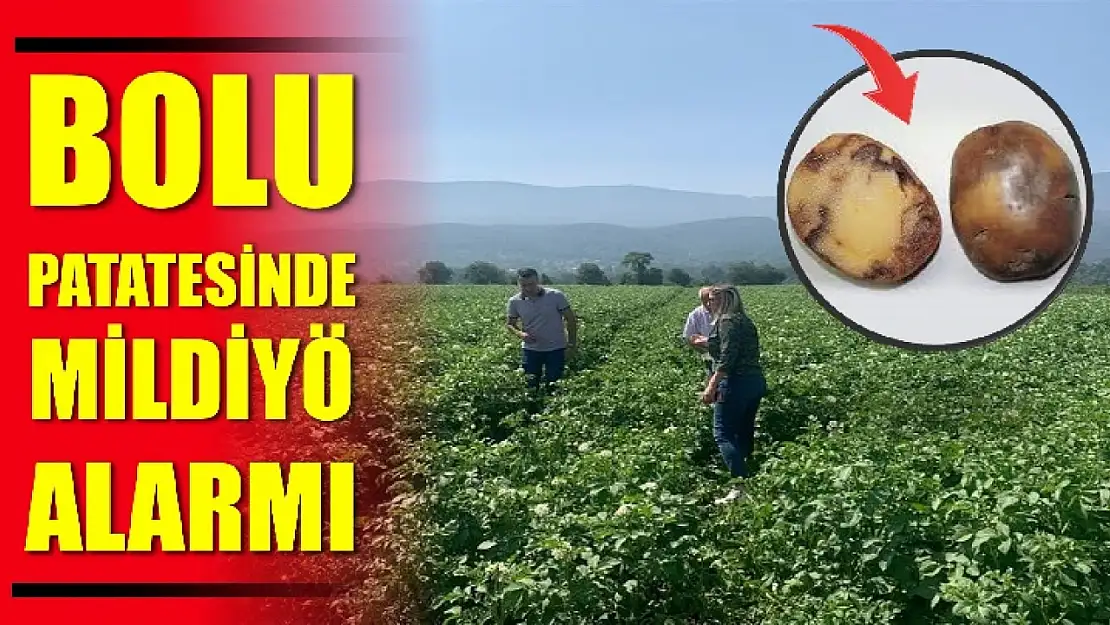 Patates tarlalarında mildiyö alarmı