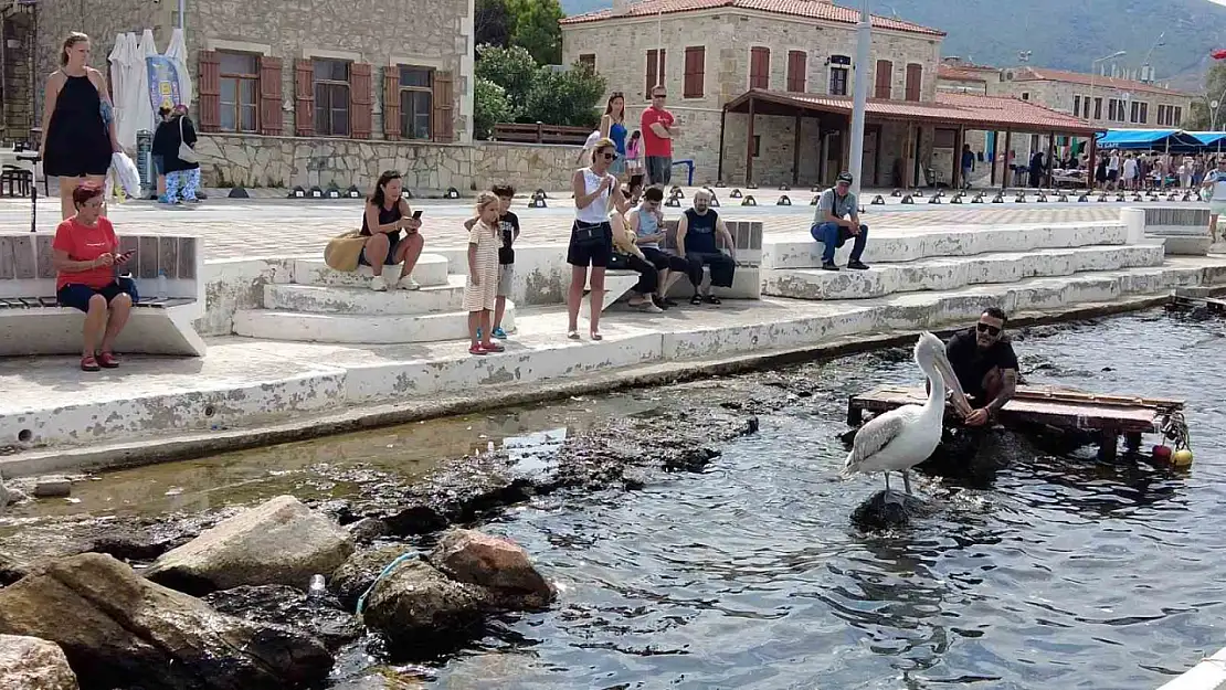 Pelikan 'Tosun' ilgi odağı haline geldi