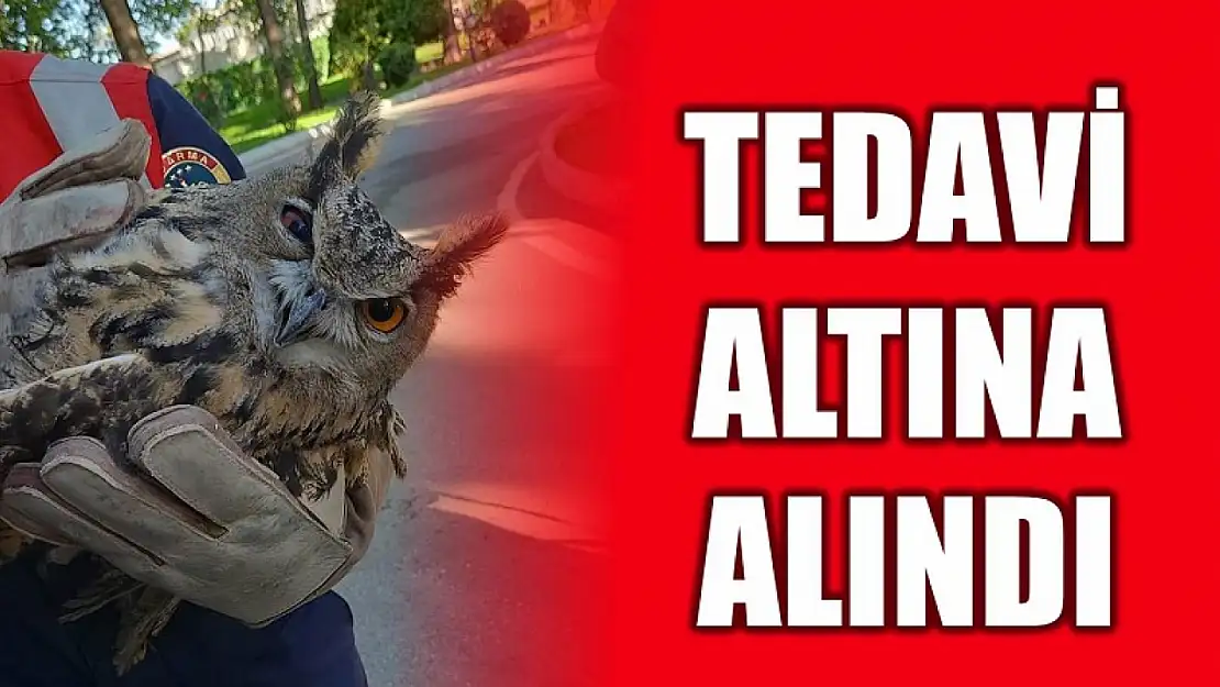 Puhu kuşu tedavi altına alındı